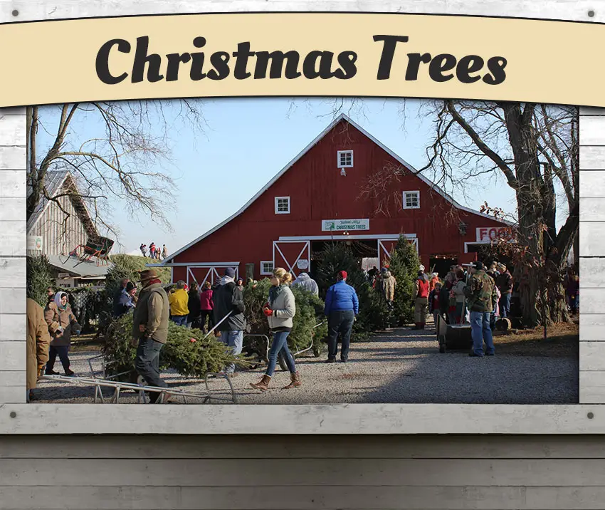 A busy weekend during tree-cutting season in front of the Dull's Tree Farm barn.