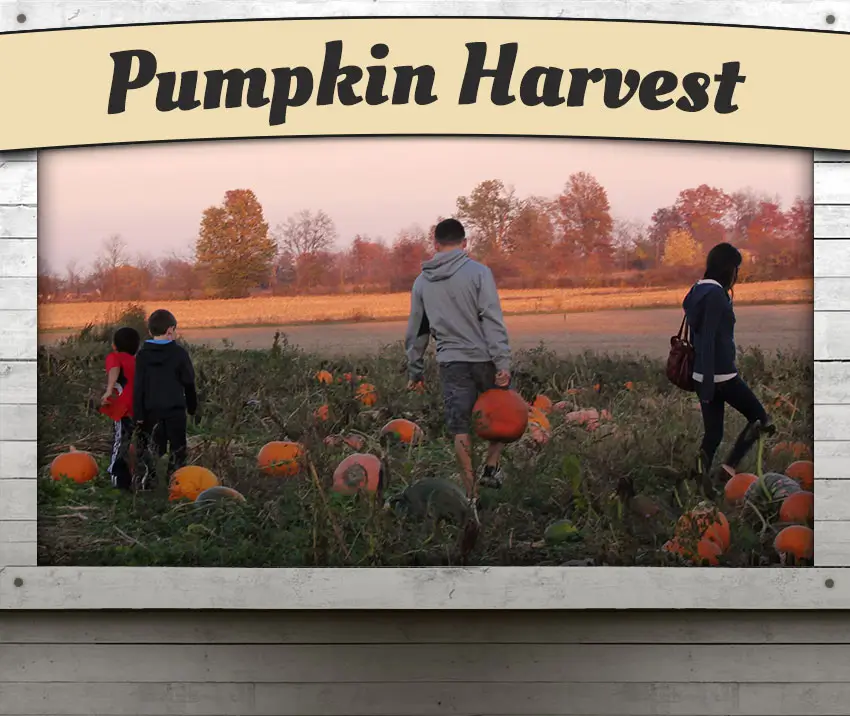 A family explores the u-pick pumpkin patch at Dull's Tree Farm.